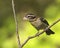 Female rose-breasted grosbeak