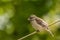 Female Rose Breasted Grosbeak on clothesline