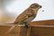 Female Rose-Breasted Grosbeak on a Feeder