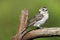 Female Rose-breasted Grosbeak perched on a dead tree branch