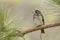 Female Rose-breasted Grosbeak Perched on a Pine Branch