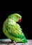 Female Rose-Ringed Parakeet isolated against a dark background