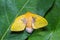 Female roseapple caterpillar moth