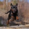 A female rottweiler caught in the jump