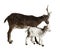 Female Rove goat with kid standing in front of white background