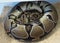 Female royal / ball python