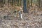 A female Royal Bengal tiger camouflaged in the foliage