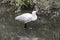 Female Royal spoonbill