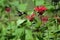 Female Ruby Throat Hummingbird feeding on Beebalm