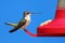 Female Ruby-throated Hummingbird