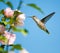 Female Ruby-throated Hummingbird