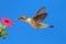 Female Ruby-throated Hummingbird (archilochus)