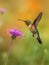 Female Ruby-throated Hummingbird (archilochus colubris) flying next to a purple flower