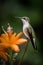 Female Ruby-throated Hummingbird (archilochus colubris) perching on orange flower in garden, Brazil, South America