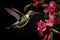 Female Ruby-throated Hummingbird archilochus colubris with pink flowers on black background, Anna\\\'s Hummingbird adult male