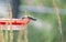 A Female Ruby-Throated Hummingbird Eating from a Feeder Behind Karl Foerster Seed Heads