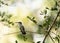 Female Ruby-Throated Hummingbird Facing Left Perched on a Small Branch