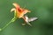 Female Ruby Throated Hummingbird Feeding on a Day Lily
