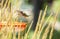 A Female Ruby-Throated Hummingbird in Flight Over a Feeder Behind Karl Foerster Seed Heads