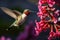 Female Ruby-throated Hummingbird in flight with pink flowers, Anna\\\'s Hummingbird adult male hovering and sipping nectar, AI