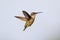 Female Ruby-throated hummingbird hovering near food source with a drip of nectar on the tip of her beak