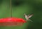 Female Ruby Throated Hummingbird Landing on a Feeder in Summer
