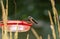 A Female Ruby-Throated Hummingbird Sitting at a Feeder Behind Karl Foerster Seed Heads  2