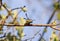 Female Ruby-Throated Hummingbird Winding Up For Lift-Off