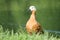 Female Ruddy shelduck Tadorna ferruginea