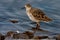 Female Ruff