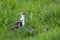 Female Ruff