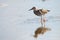 Female ruff