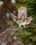 Female ruffed grouse Bonasa umbellus