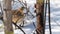 Female ruffed grouse (Bonasa umbellus) walking in the snow