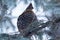Female Ruffed grouse perched on the spruce tree in winter
