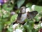 Female Rufous Hummingbird