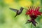 Female Rufous hummingbird hovering and drinking nectar from a bee balm plant.