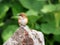 Female Rufous Hummingbird looking left sitting on a granite rock