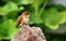 Female Rufous Hummingbird Resting on a Granite Rock