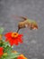 Female Rufous Hummingbird Sipping Nectar from a Zinna Flower