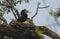 Female rufous necked hornbill cozy in its nest