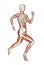 Female runner anatomy