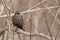 Female Rusty Blackbird, Euphagus carolinus, perched