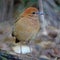 Female Rusty-naped Pitta