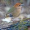 Female Rusty-naped Pitta