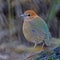 Female Rusty-naped Pitta