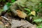 Female rusty-naped pitta