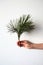 Female`s hand holding up vertically a branch of a pine tree with green needles isolated on a white background