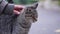 A female\'s hand petting a tabby cat