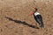 Female saddle-billed stork